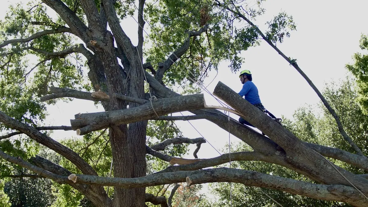 Professional Hazardous Tree Removal performed by certified arborists in Negley
